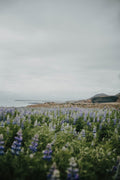 The Volcanic Garden