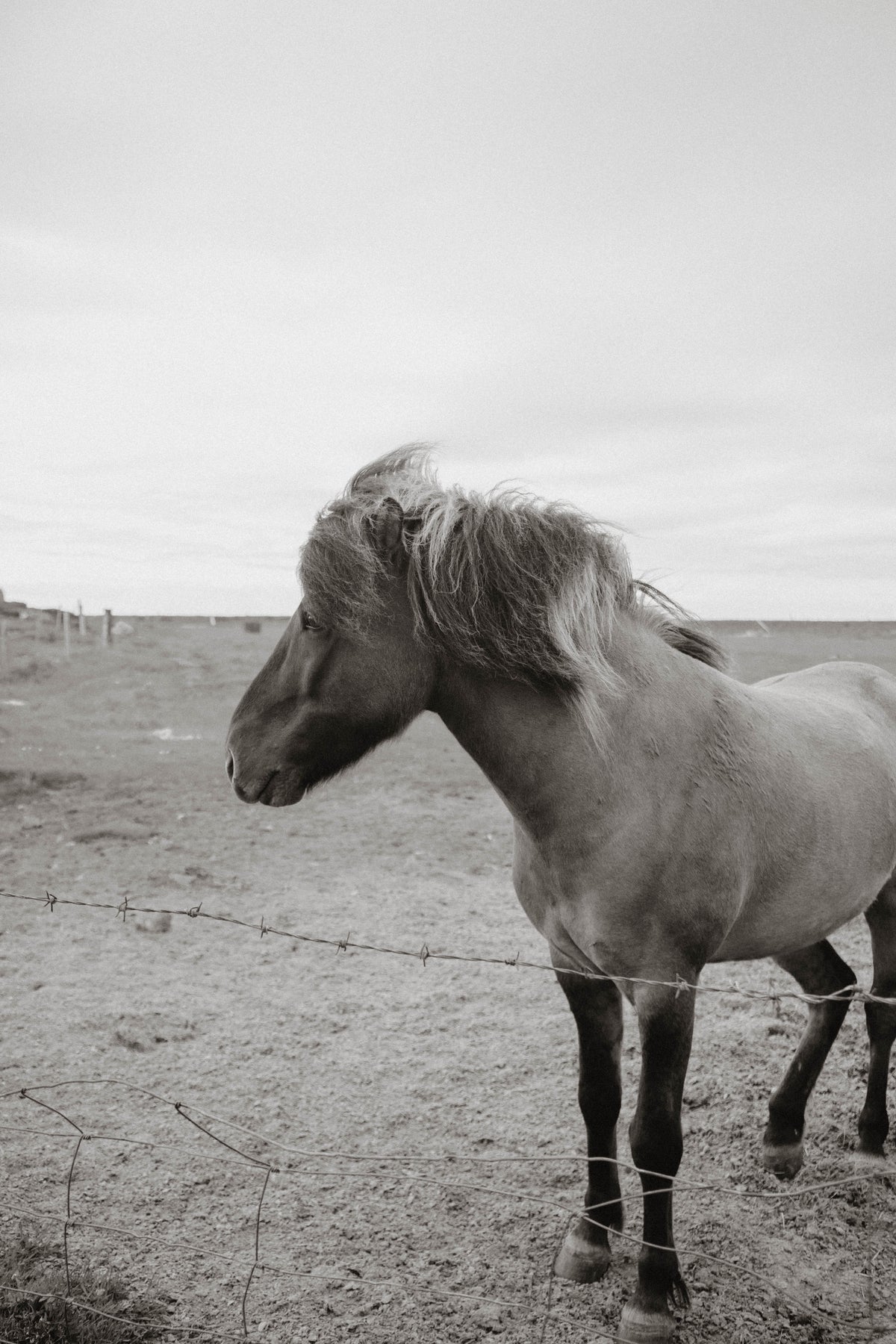 B&W Icelandic Stallion