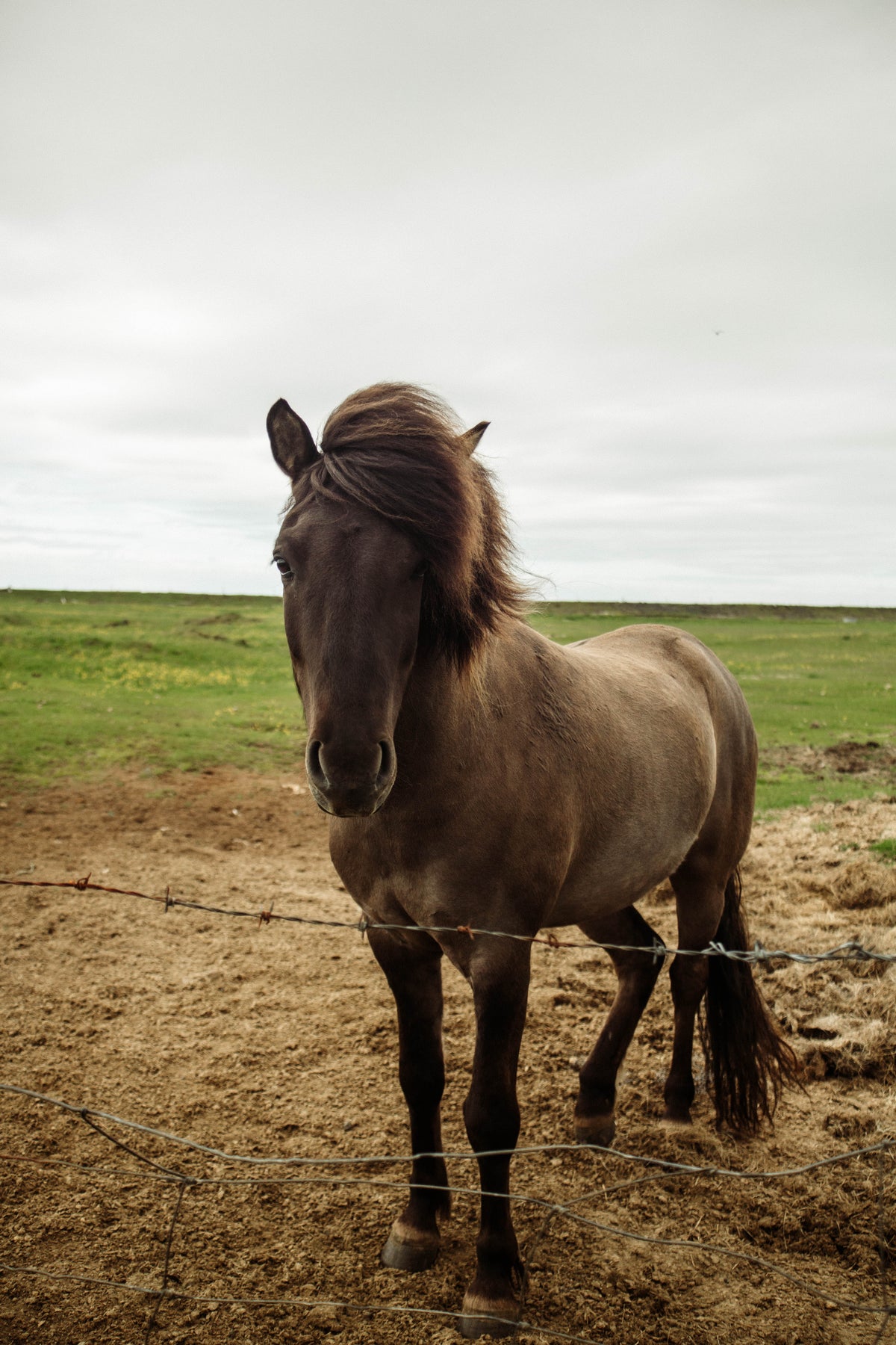 Icelandic Hesturinn