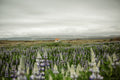 The Lupine Cottage