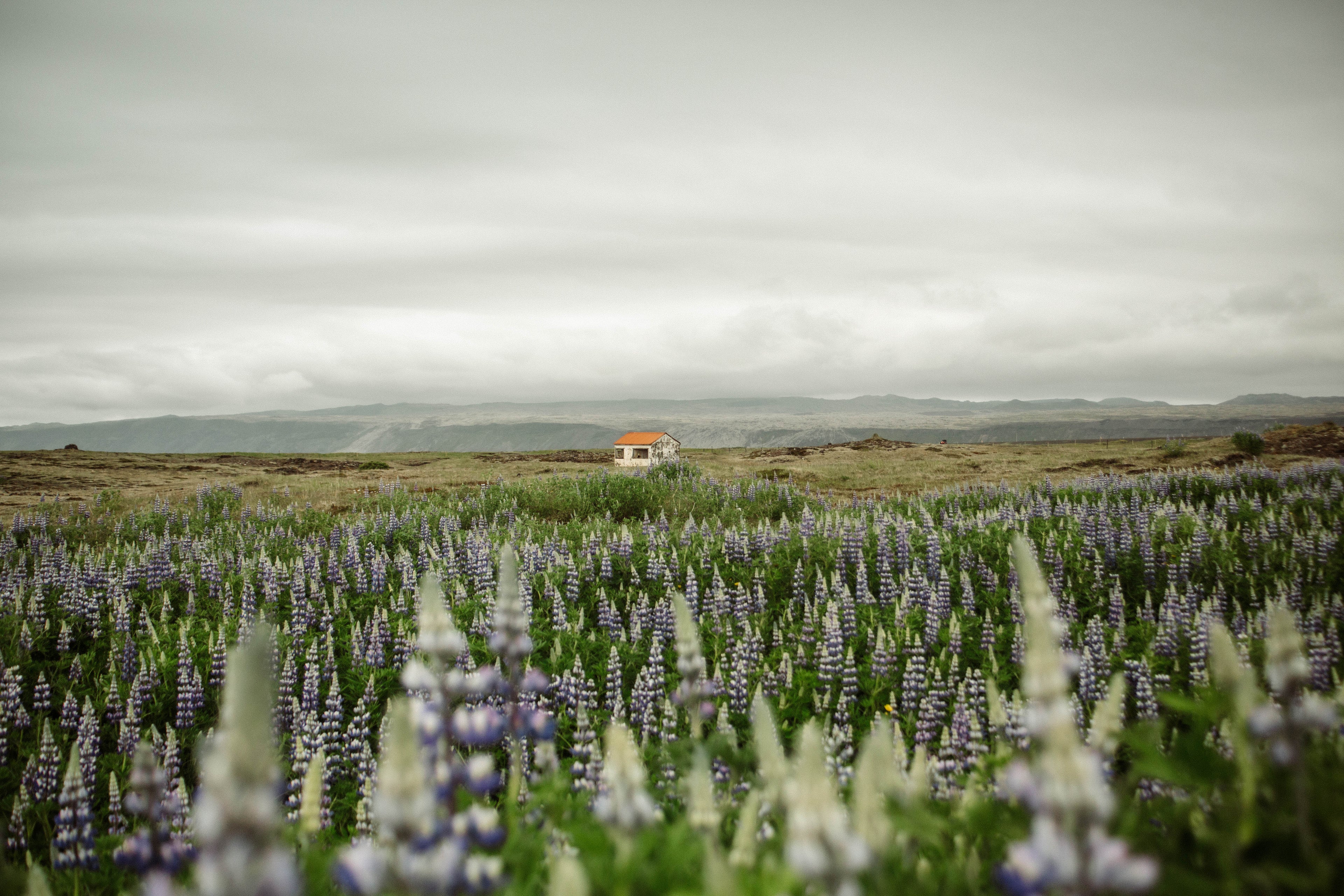 The Lupine Cottage